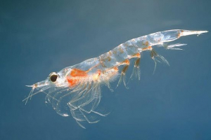 Krill Krill